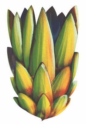 Image illustrative de l'article Annaba