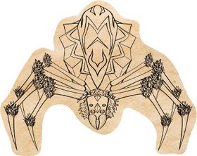 Araignée primordiale2.JPG