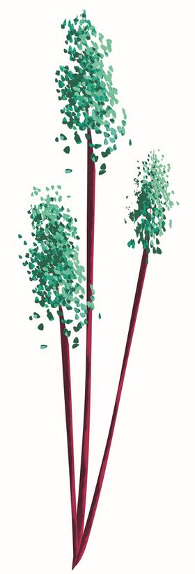 Image illustrative de l'article Brisepois