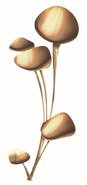 Image illustrative de l'article Luminoce