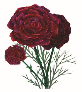 Image illustrative de l'article Obscurancia